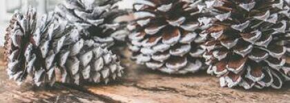 Tendance décoration : pour Noël 2022, on mise sur le naturel et le durable